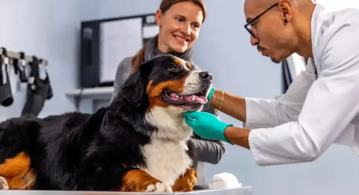 pet-insurance